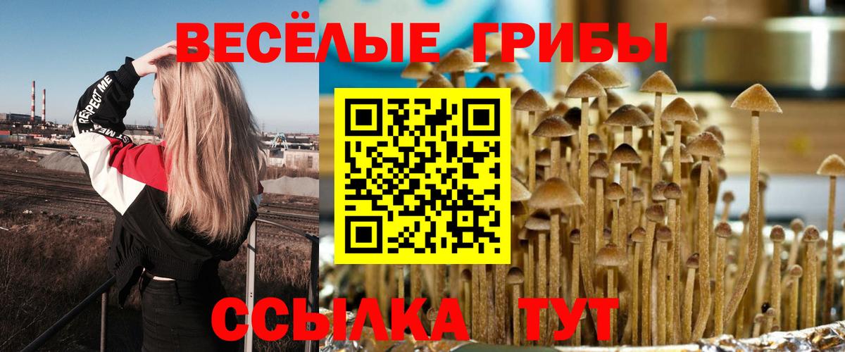 Галлюциногенные грибы Psilocybine cubensis Балтийск